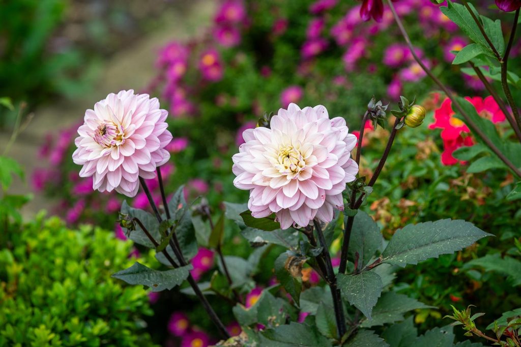 Beautiful floral displays at Englefield Estate
