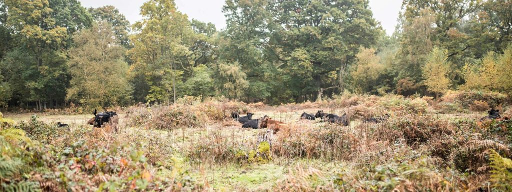 englefield estate cows
