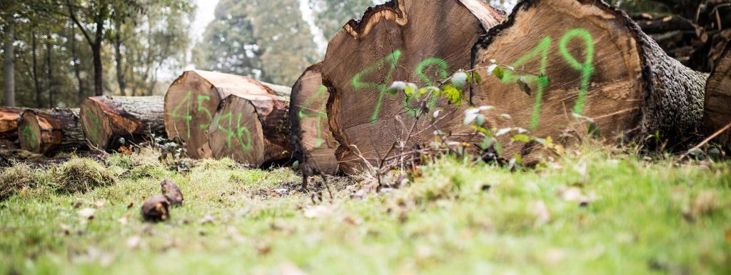 Forestry Logs Numbered