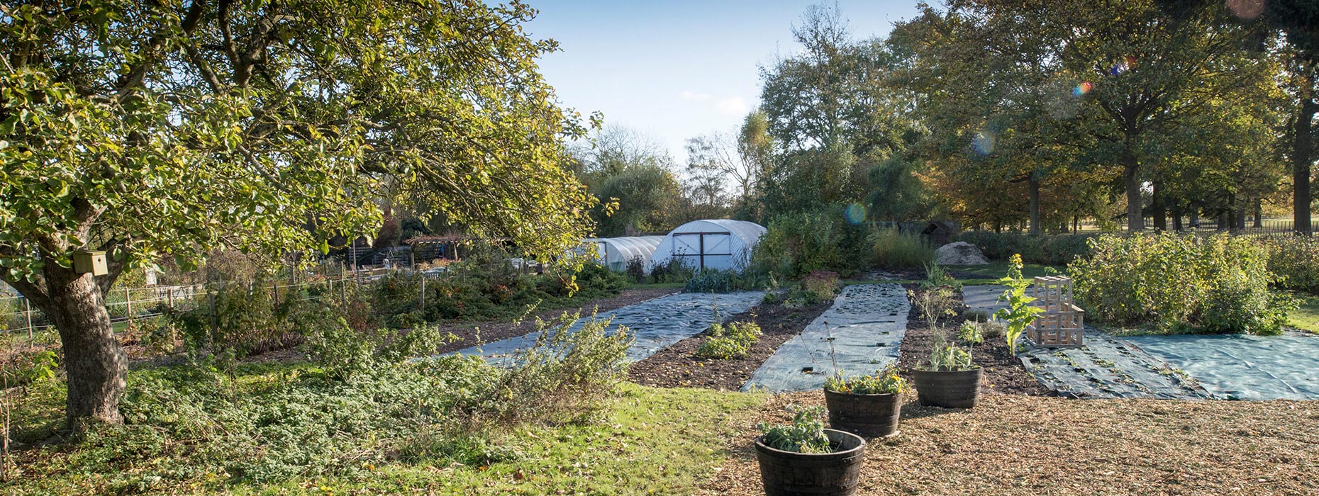Five a Day Market Garden