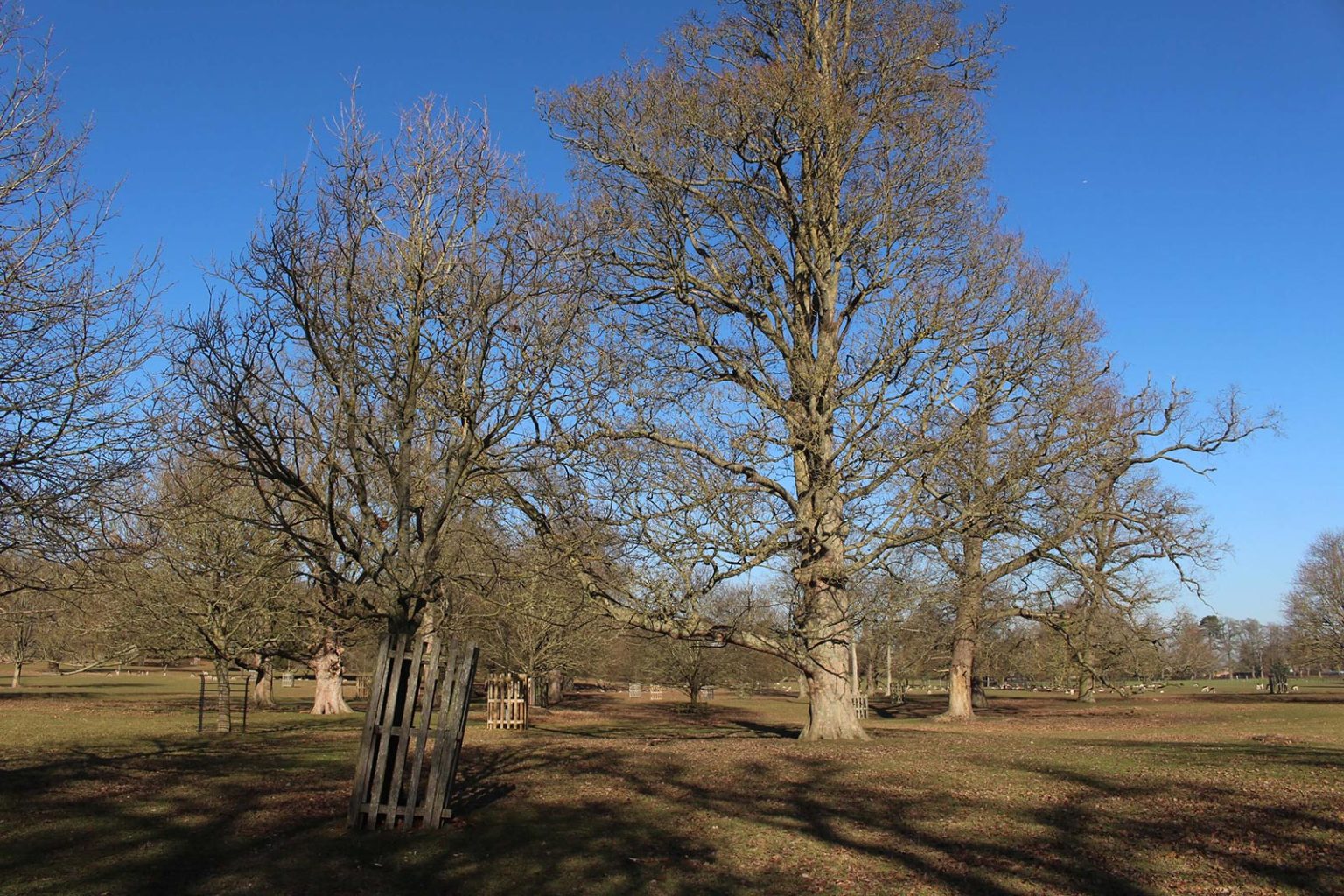 Englefield Estate parkland and fields for filming in England