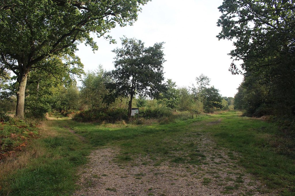Filming Evergreen Forest location in Southern England