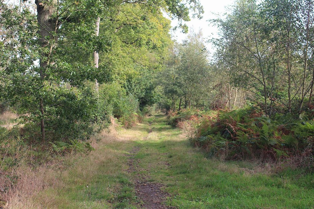 Filming Evergreen Forest location in Southern England