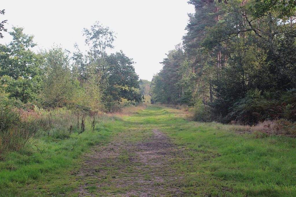 Filming Evergreen Forest location in Southern England