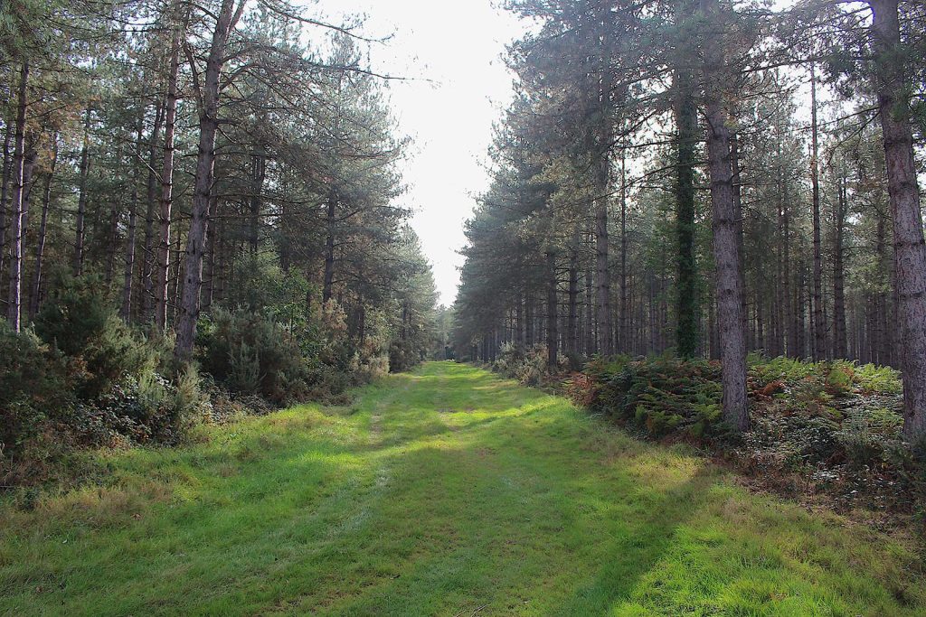 Filming Evergreen Forest location in Southern England