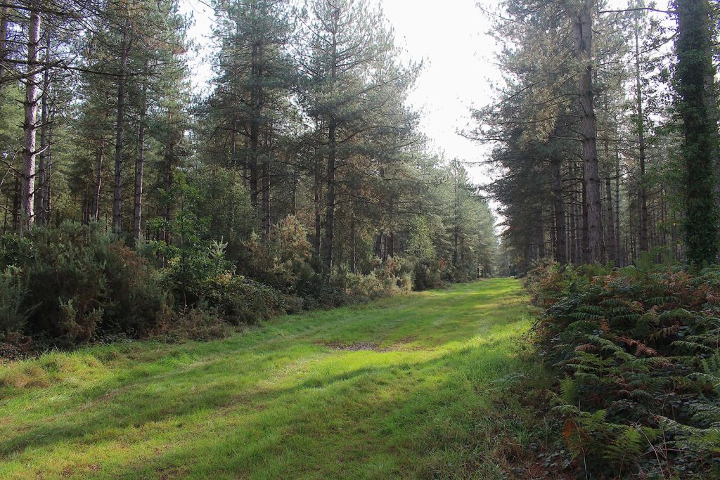 Filming Evergreen Forest location in Southern England