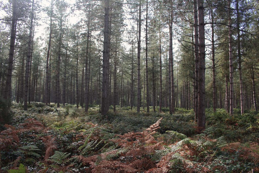 Filming Evergreen Forest location in Southern England
