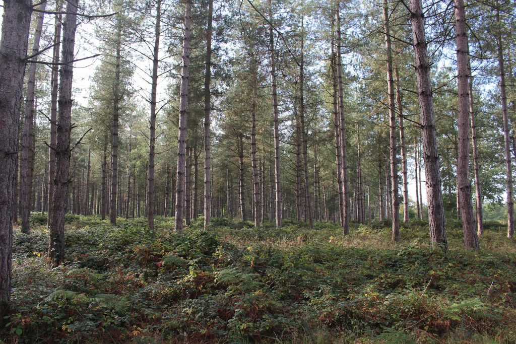 Filming Evergreen Forest location in Southern England