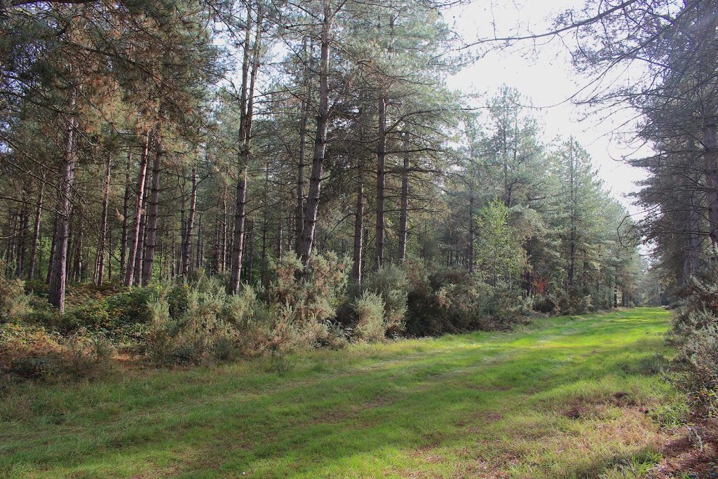 Filming Evergreen Forest location in Southern England
