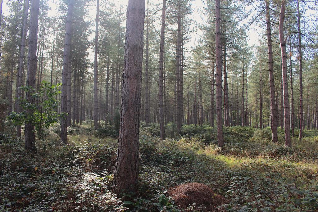 Filming Evergreen Forest location in Southern England