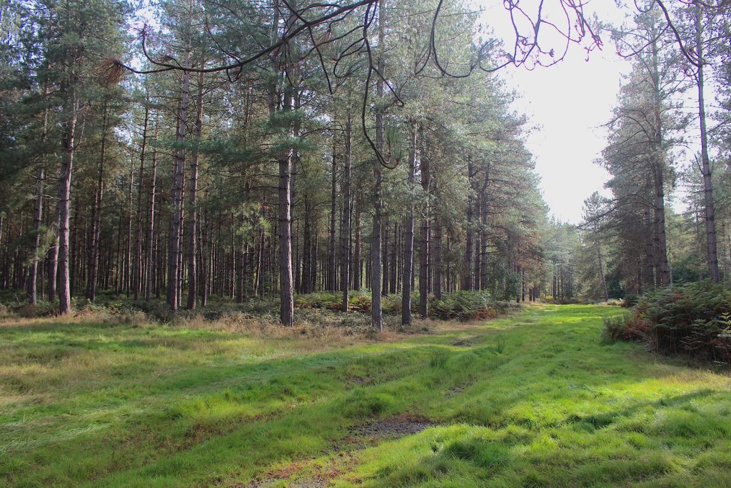 Filming Evergreen Forest location in Southern England