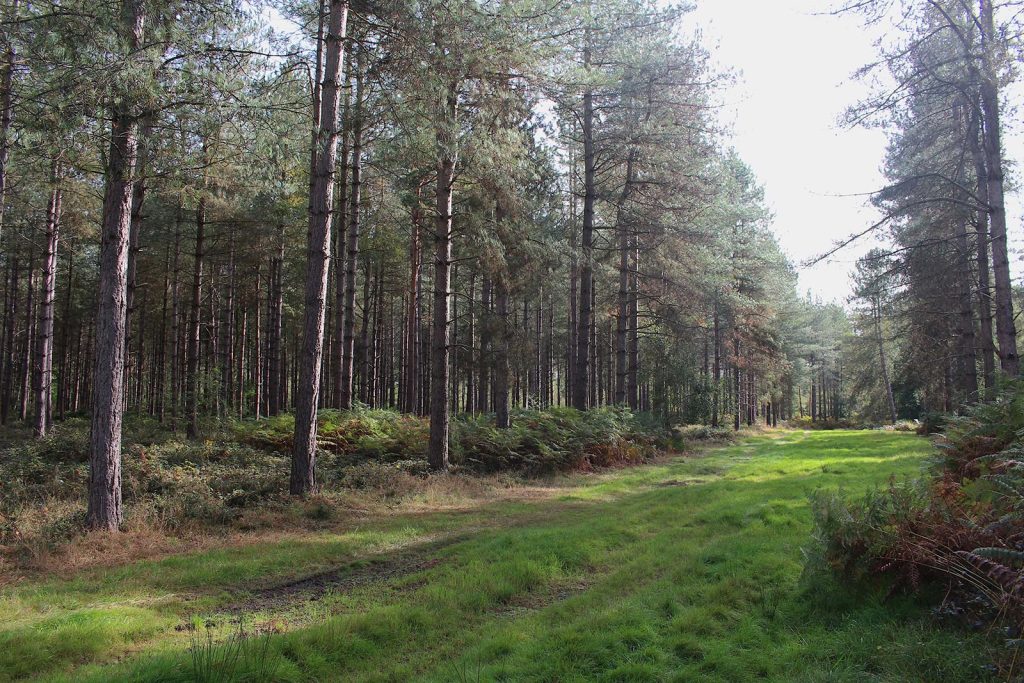 Filming Location in Southern England for Evergreen Forest