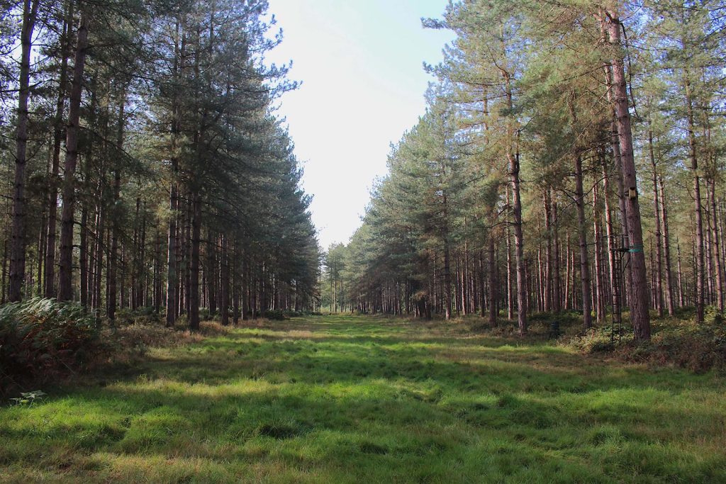 Filming Location in Southern England for Evergreen Forest