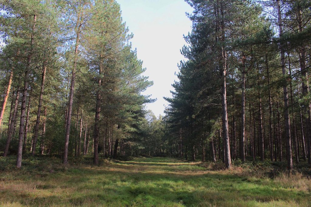Filming Location in Southern England for Evergreen Forest