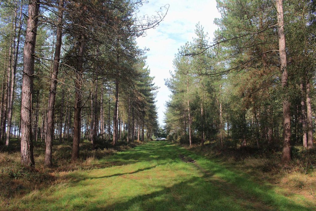 Filming Location in Southern England for Evergreen Forest