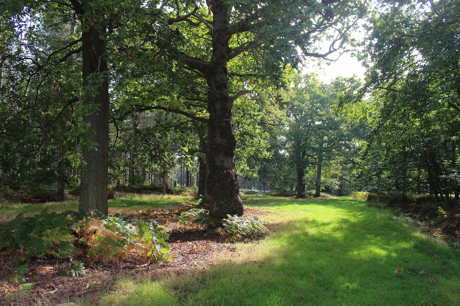 Woodlands Filming Location in England