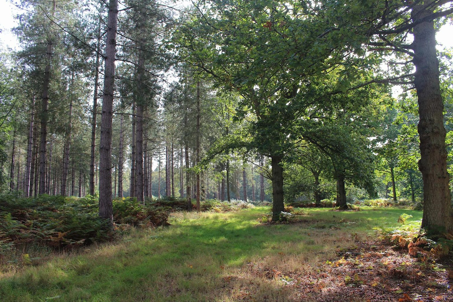 Woodlands Filming Location in England