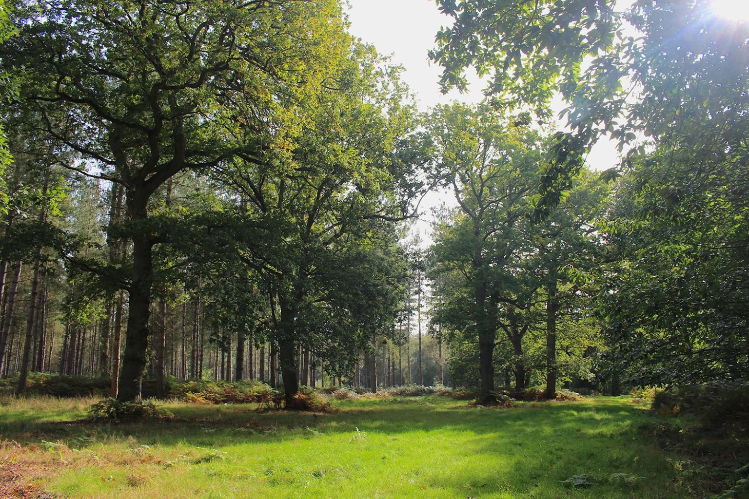 Woodlands Filming Location in England
