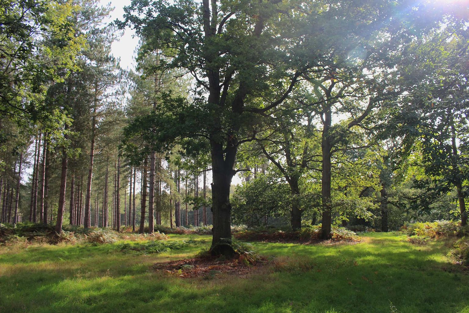 Woodlands Filming Location in England