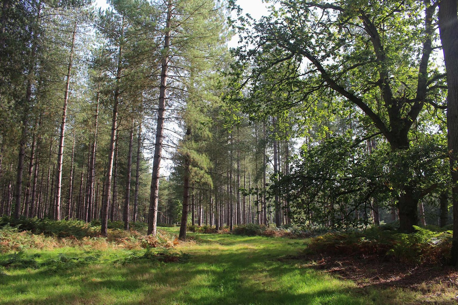 Woodlands Filming Location in England