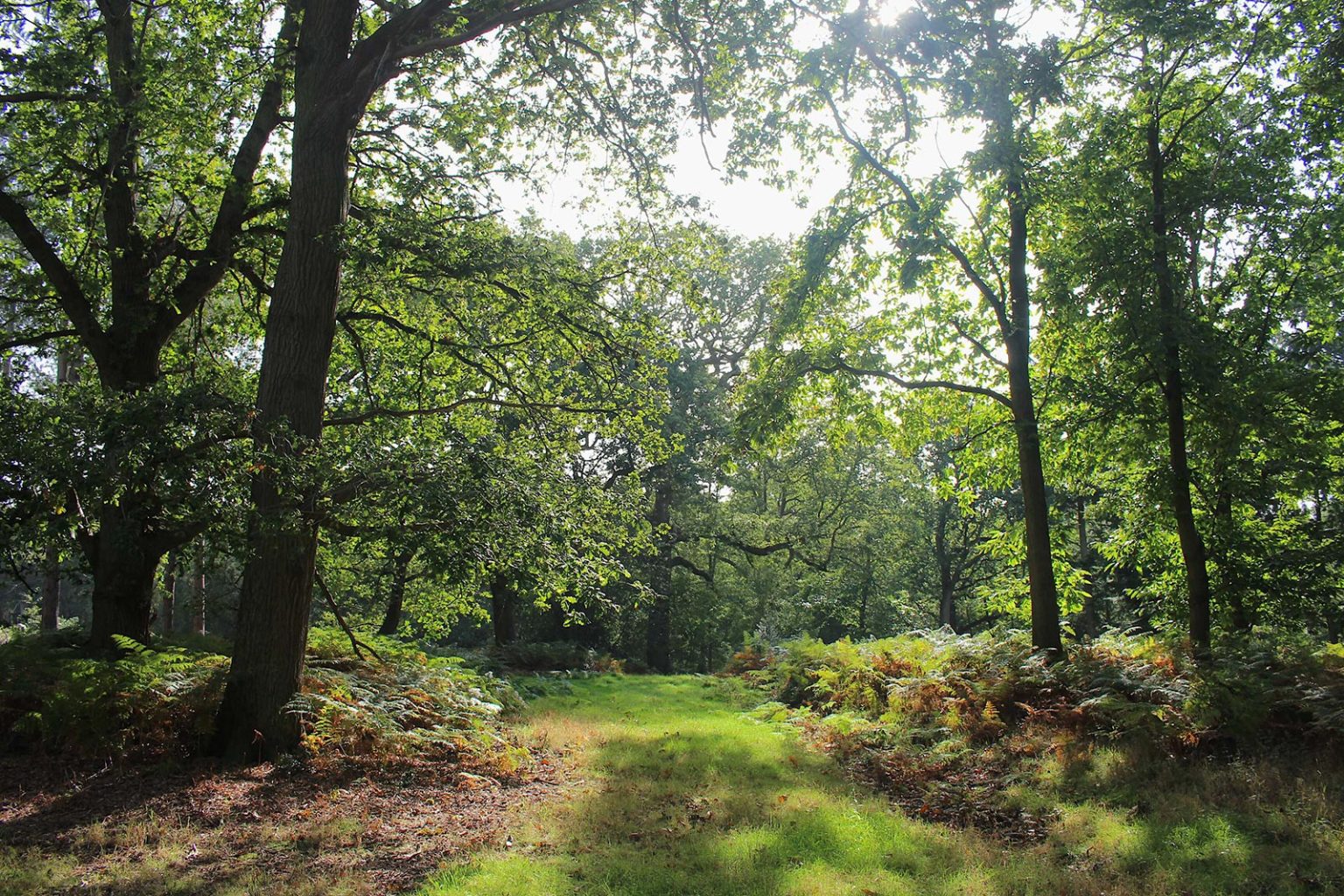 Woodlands Filming Location in England