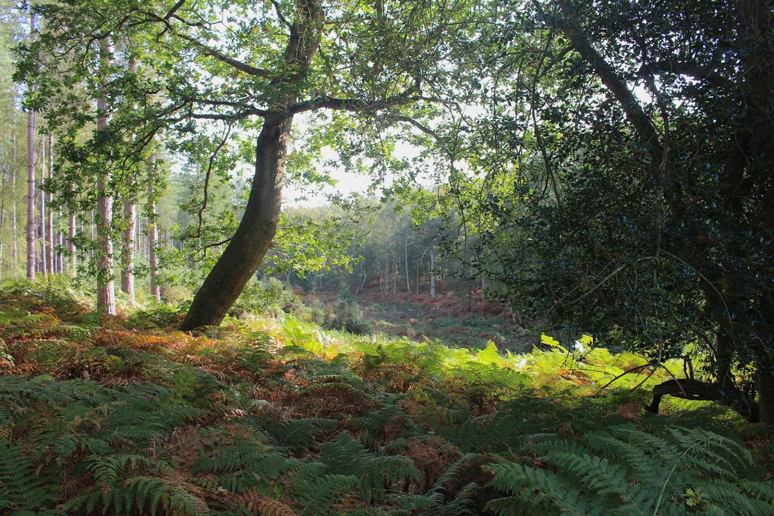 Woodlands Filming Location in England