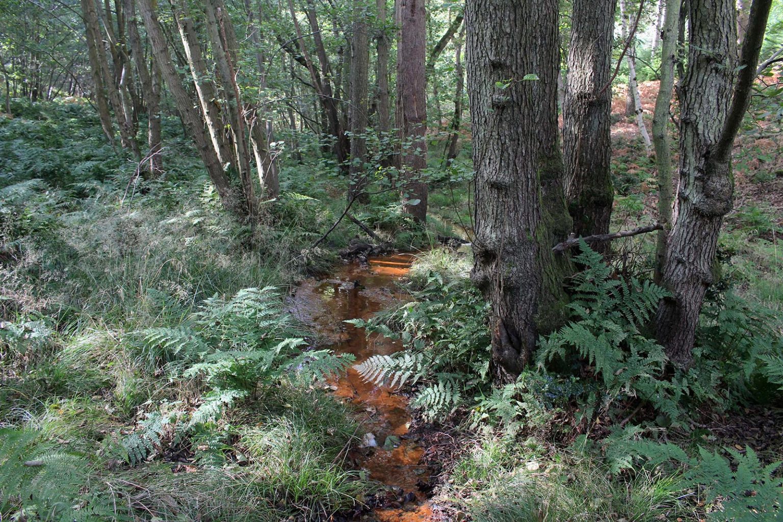 Woodlands Filming Location in South of England