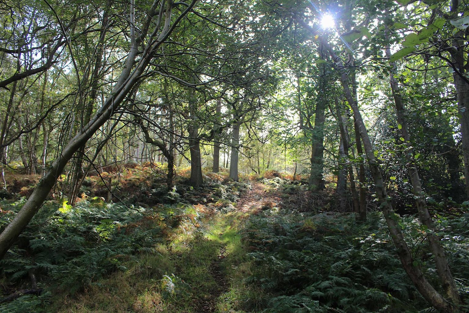 Woodlands Filming Location in South of England