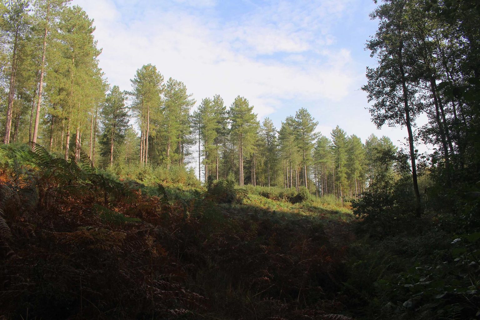 Woodlands Filming Location in South of England