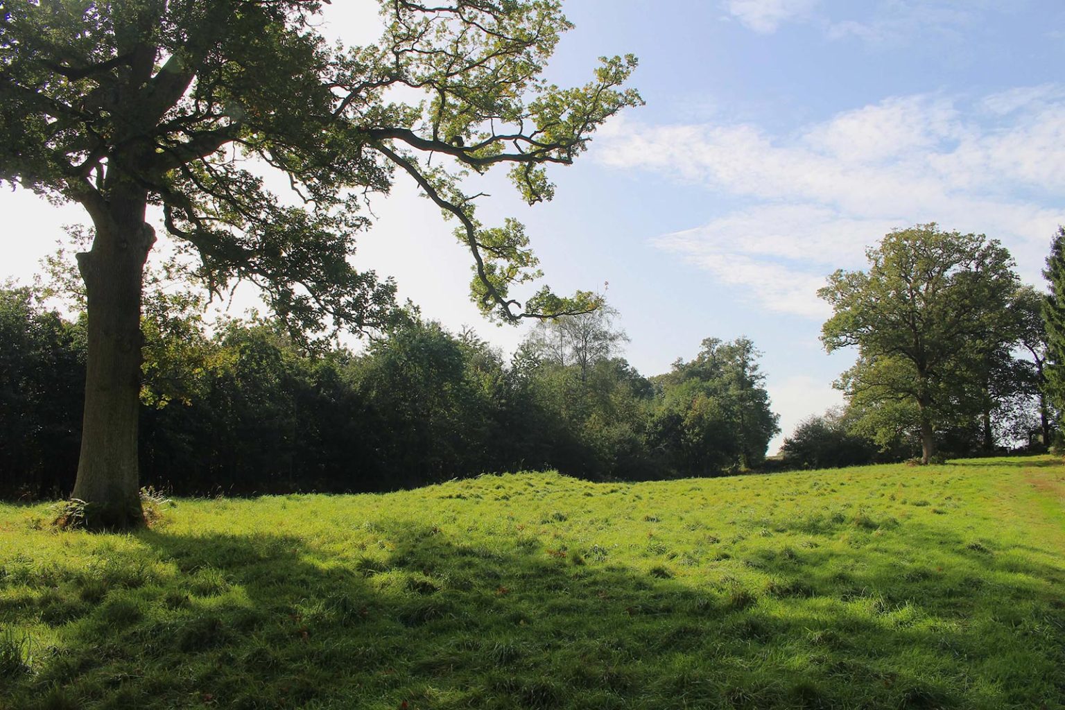 Woodlands Movie Location in South of England