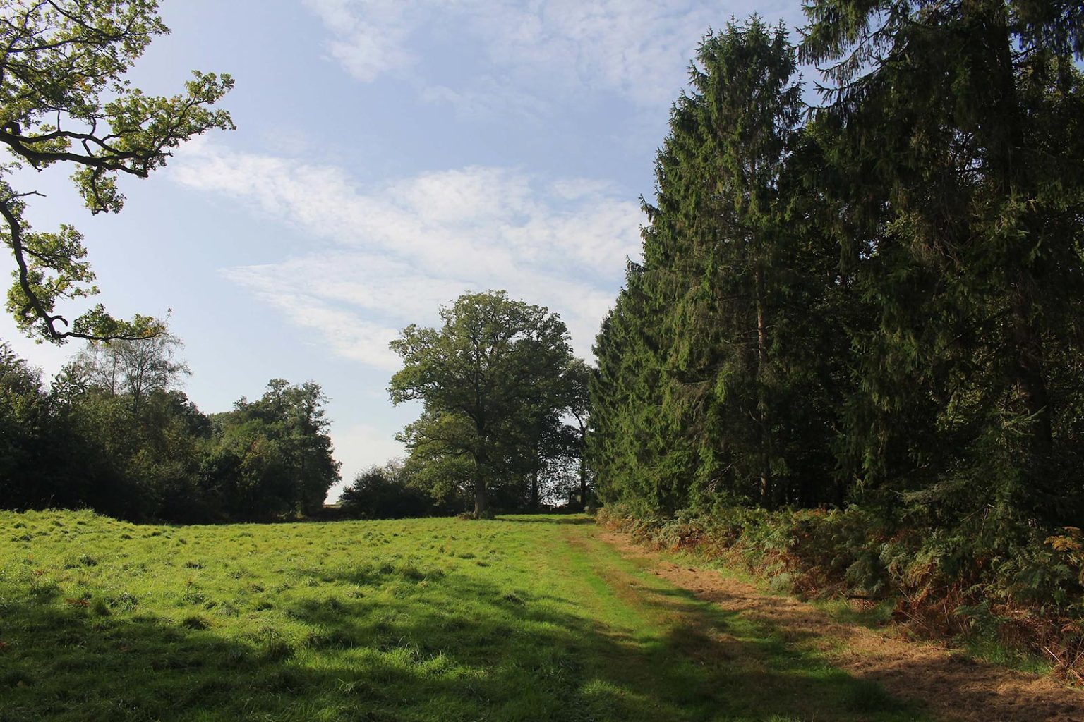 Woodlands Movie Location in South of England