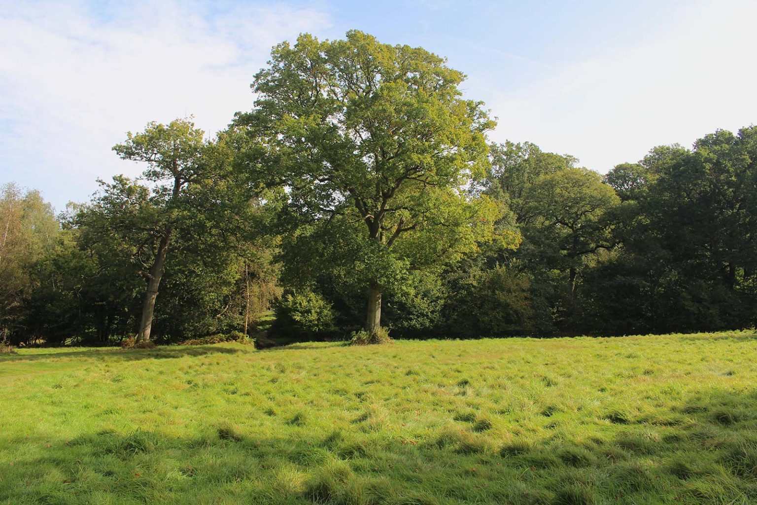 Woodlands Movie Location in England