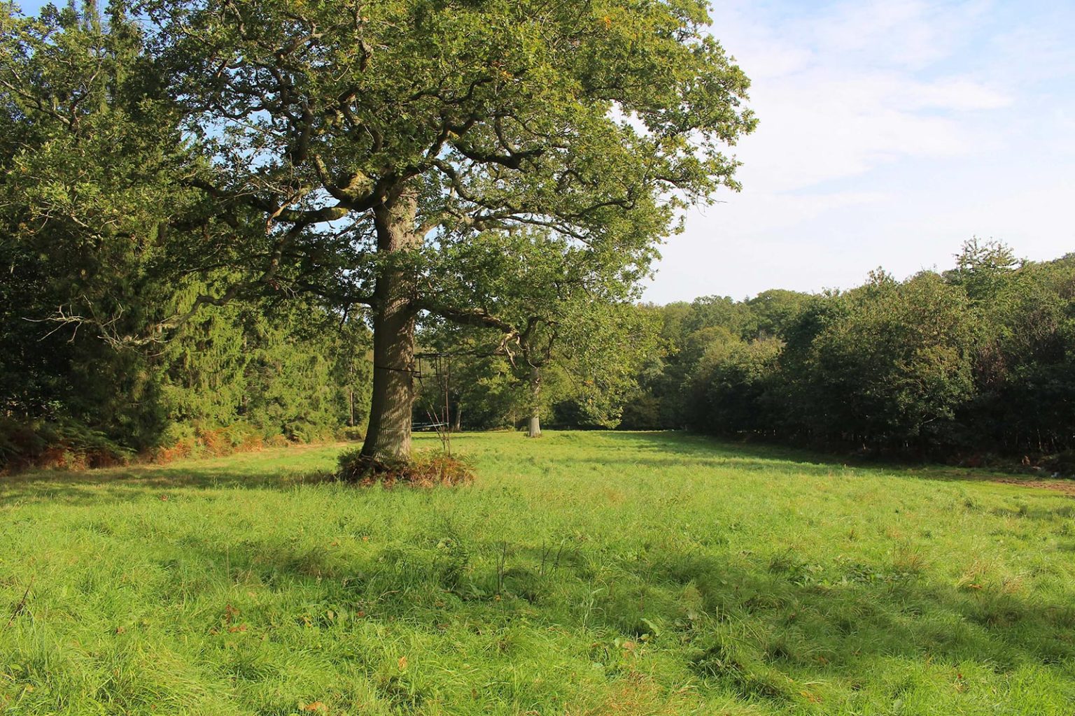 Deciduous Woodlands Filming Location at Englefield Estate