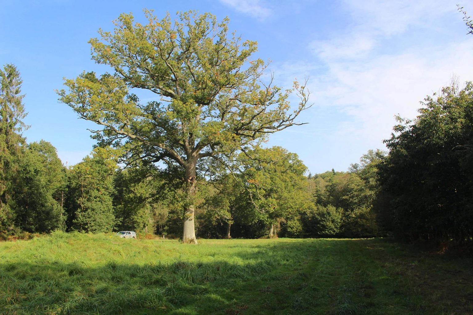 Deciduous Woodlands Filming Location at Englefield Estate