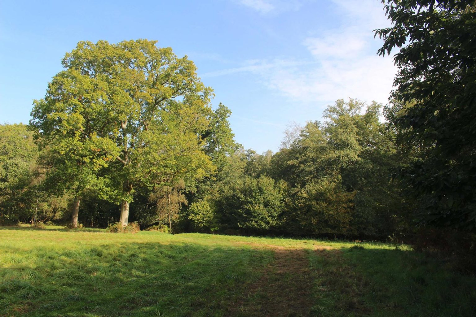Deciduous Woodlands Filming Location Hampshire