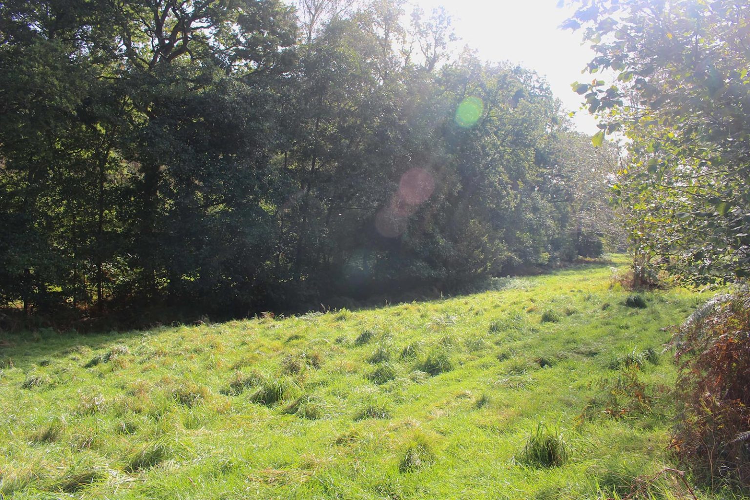 Deciduous Woodlands Filming Location Hampshire