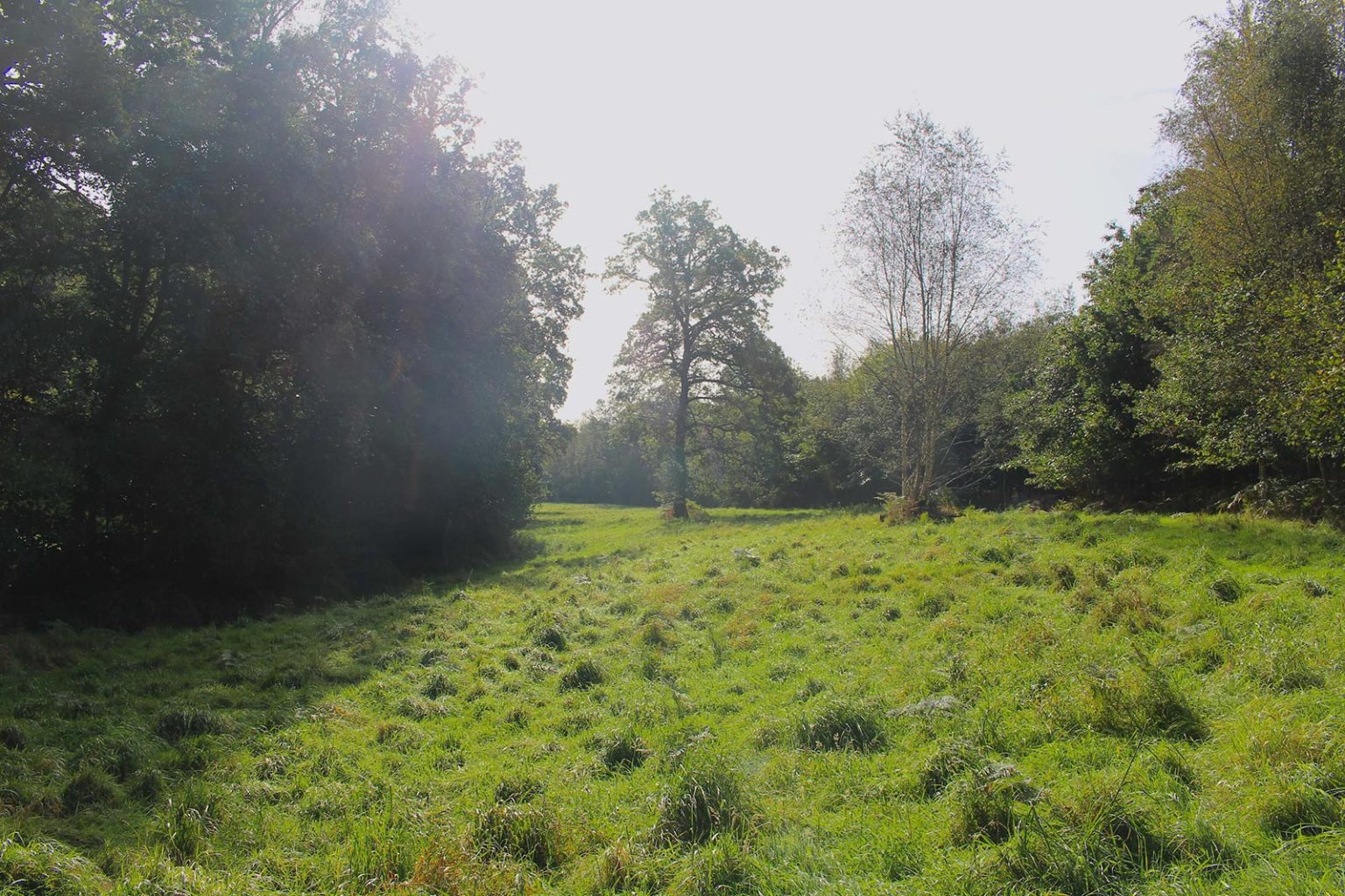 Deciduous Woodlands Filming Location Hampshire