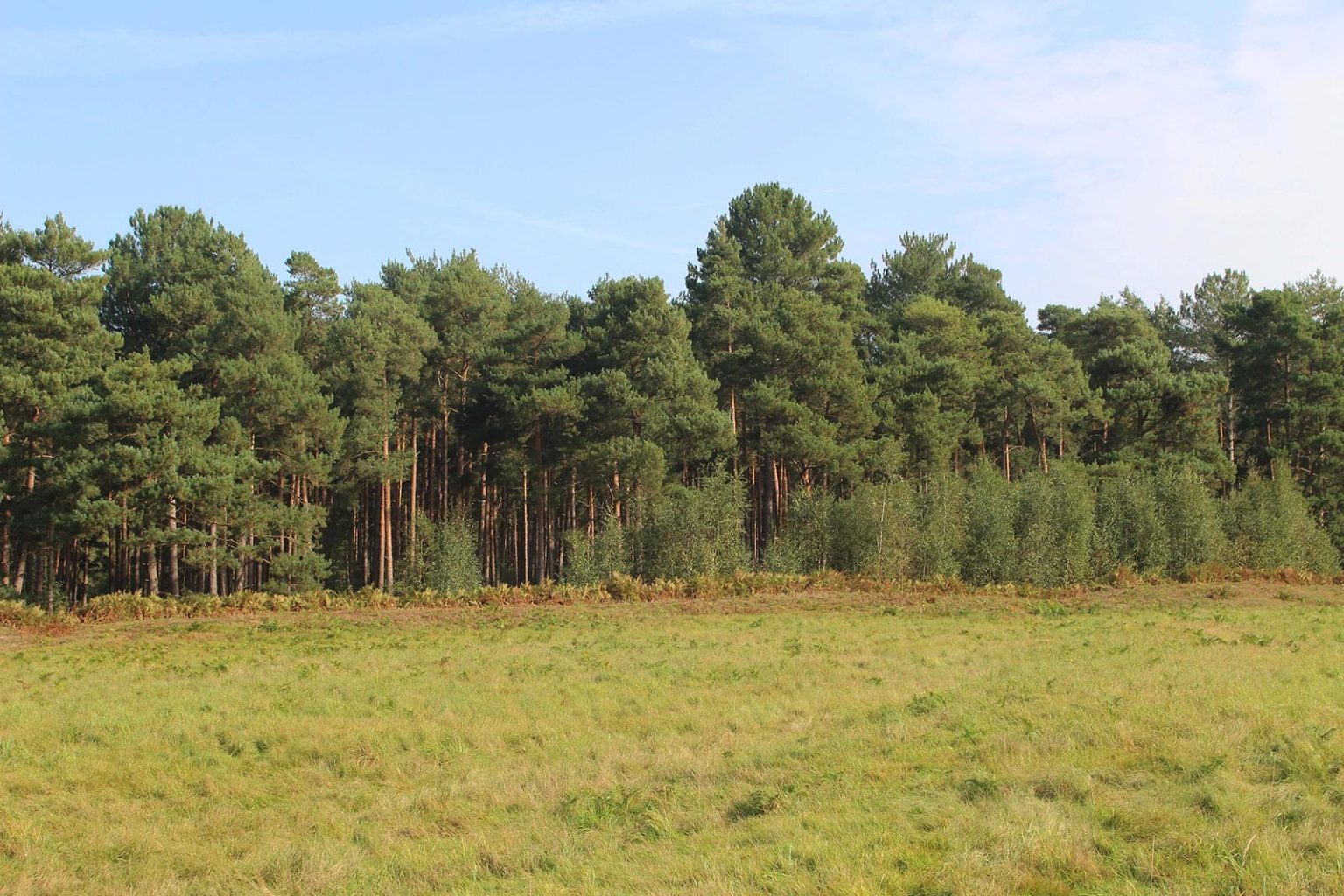 Englefield Estate parkland space for filming in England