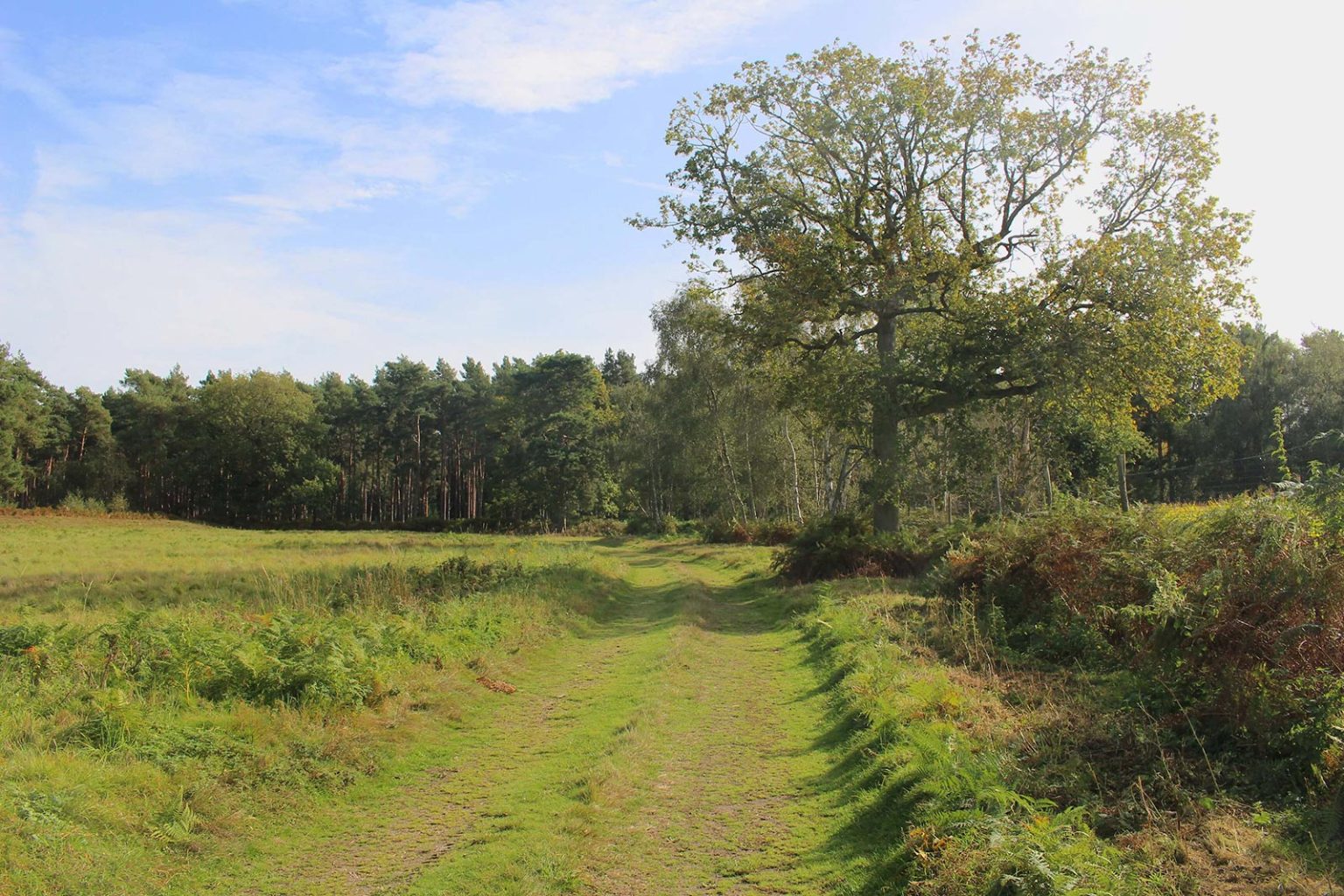 Parkland space for filming in England