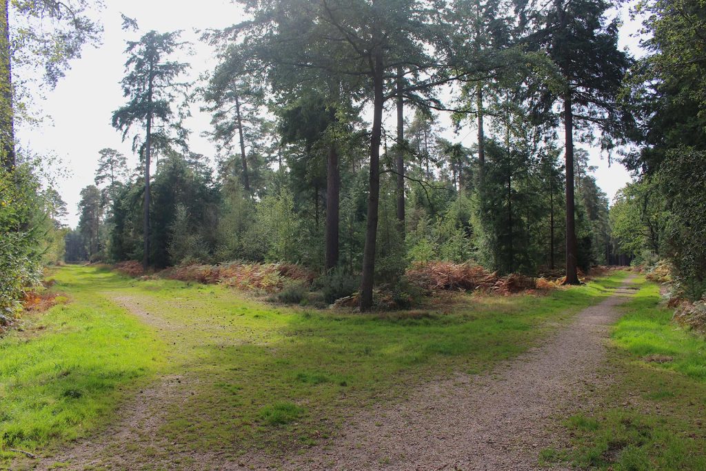 Filming Location in Southern England for Evergreen Forest