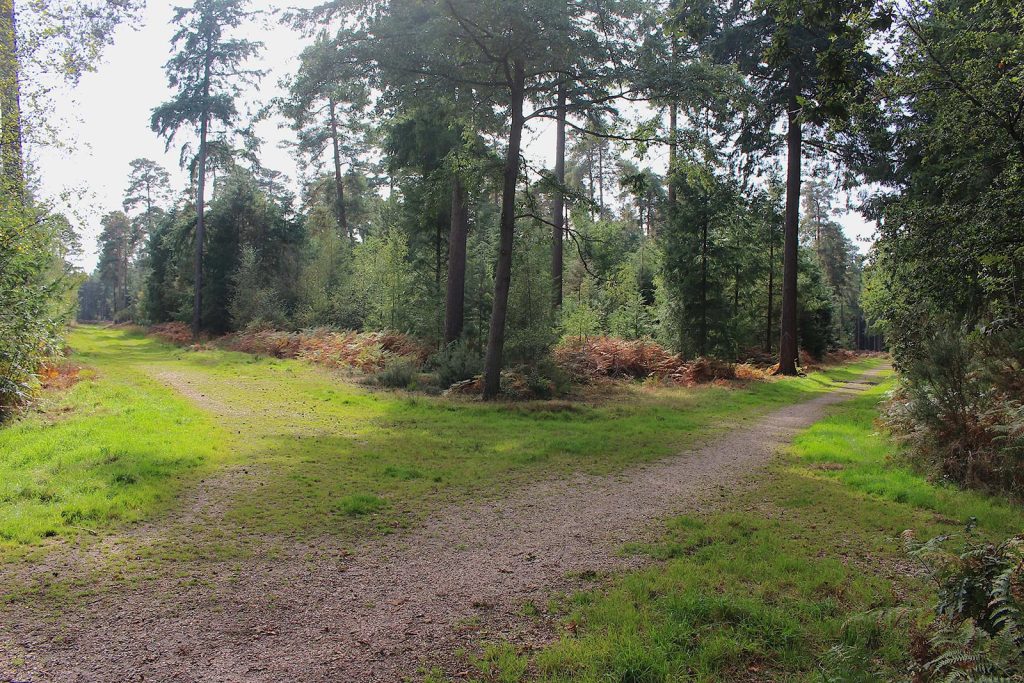 Filming Location in Southern England for Evergreen Woodland