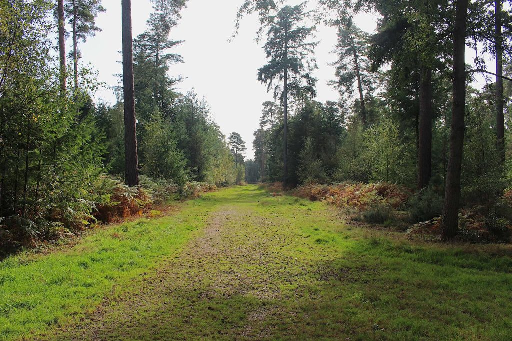 Filming Location in Southern England for Evergreen Woodland