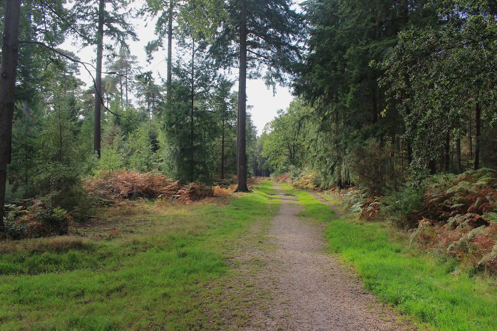 Filming Location in Southern England for Evergreen Woodland