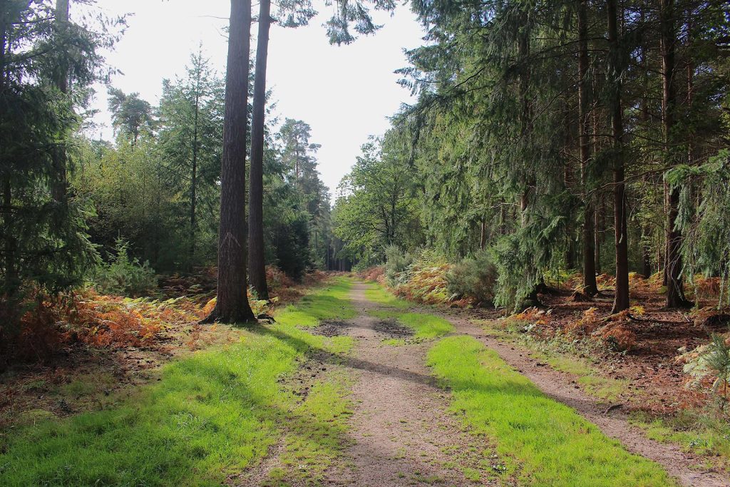 Filming Location in Southern England for Evergreen Woodland