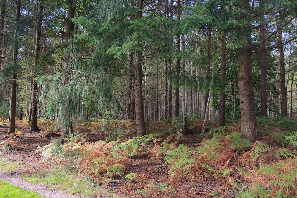 Filming Location in Southern England for Evergreen Woodland