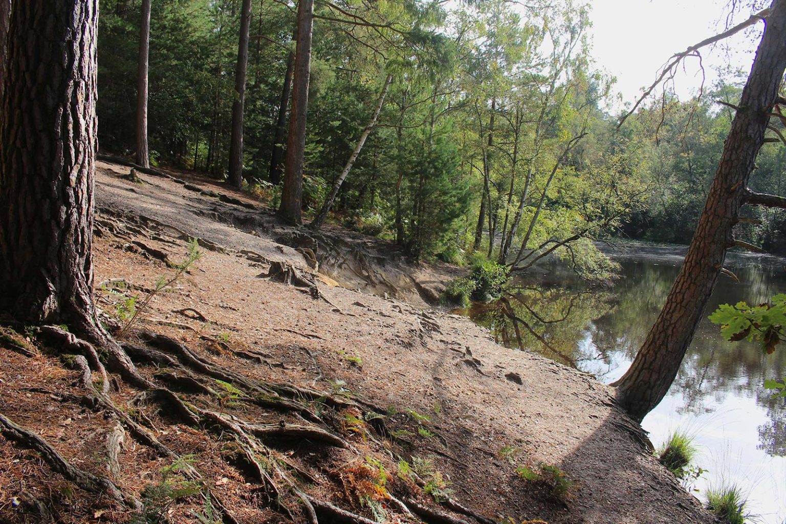 Woodland Lake Filming Location in England