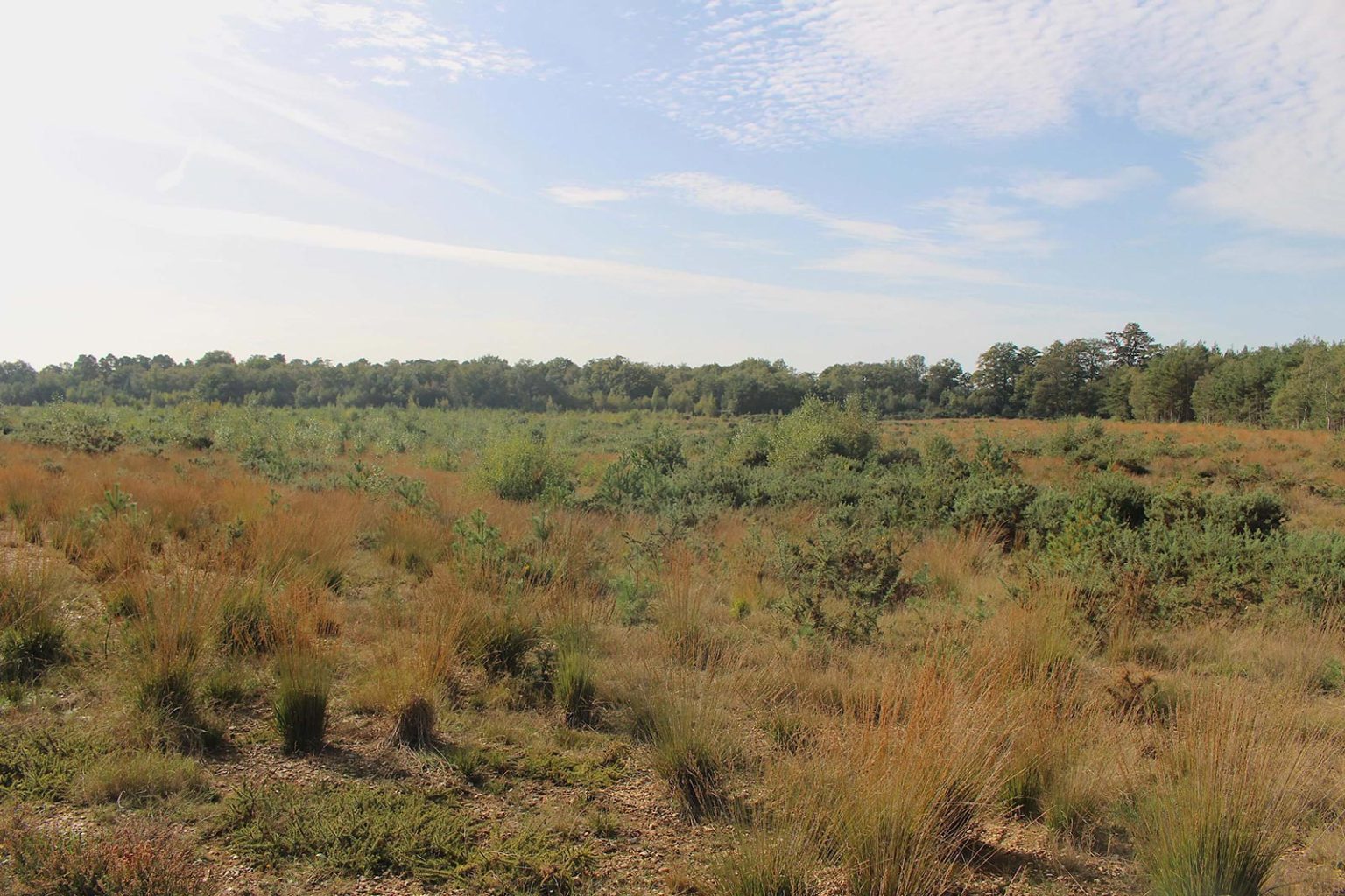 Marshland Filming Location in England
