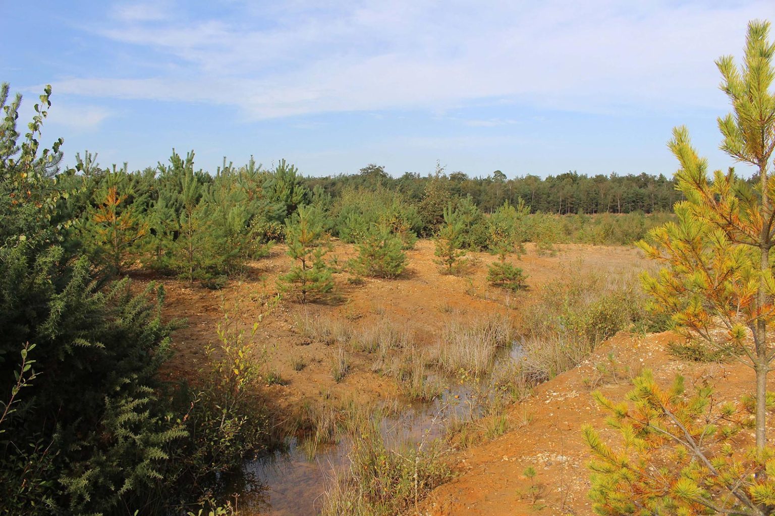Englefield Estate Scrubland Filming Location