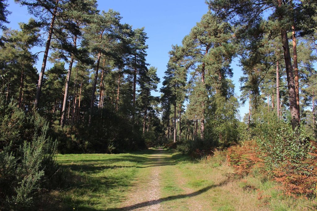 Filming Location in Southern England for Evergreen Woodland