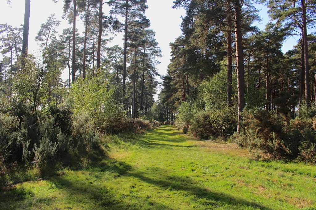 Filming Location in Southern England for Evergreen Woodland